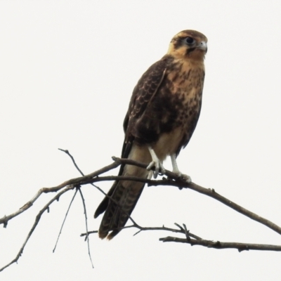 Falco berigora (Brown Falcon) at Kambah, ACT - 30 Dec 2020 by HelenCross