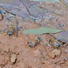 Apis mellifera (European honey bee) at O'Connor, ACT - 30 Dec 2020 by ConBoekel