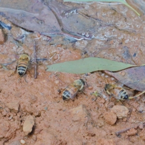 Apis mellifera at O'Connor, ACT - 30 Dec 2020