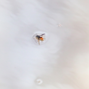 Eumeninae (subfamily) at O'Connor, ACT - 30 Dec 2020 01:48 PM