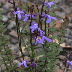 Lobelia dentata (Toothed Lobelia) at Narrabarba, NSW - 30 Dec 2020 by KylieWaldon