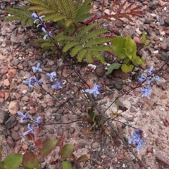 Lobelia dentata at Narrabarba, NSW - 30 Dec 2020