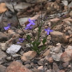 Lobelia dentata at Narrabarba, NSW - 30 Dec 2020