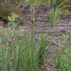 Unidentified Rush / Sedge (TBC) at East Boyd State Forest - 31 Dec 2020 by Kyliegw