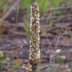 Xanthorrhoea concava at East Boyd State Forest - suppressed