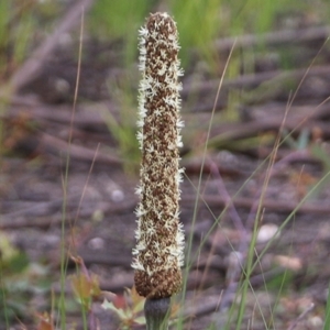 Xanthorrhoea sp. at East Boyd State Forest - 31 Dec 2020