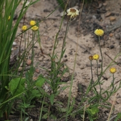 Coronidium scorpioides (Button Everlasting) at Narrabarba, NSW - 30 Dec 2020 by Kyliegw