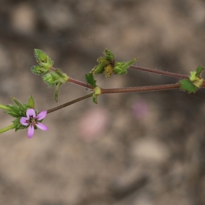 Pelargonium inodorum at Narrabarba, NSW - 30 Dec 2020 12:50 PM