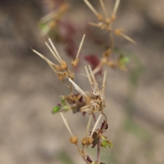 Pelargonium inodorum at Narrabarba, NSW - 30 Dec 2020