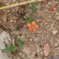 Lysimachia arvensis (Scarlet Pimpernel) at East Boyd State Forest - 30 Dec 2020 by Kyliegw