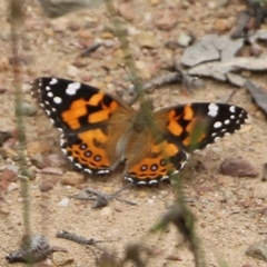 Vanessa kershawi (Australian Painted Lady) at East Boyd State Forest - 31 Dec 2020 by Kyliegw