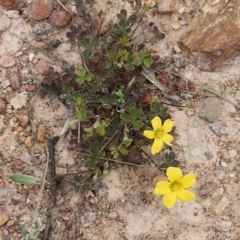 Oxalis (genus) (Wood Sorrel) at Narrabarba, NSW - 30 Dec 2020 by KylieWaldon