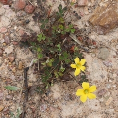 Oxalis sp. (Wood Sorrel) at Narrabarba, NSW - 30 Dec 2020 by Kyliegw