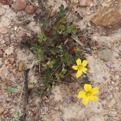 Oxalis sp. (Wood Sorrel) at Narrabarba, NSW - 30 Dec 2020 by KylieWaldon