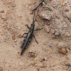 Coryphistes ruricola at Narrabarba, NSW - 31 Dec 2020