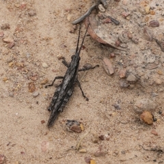 Coryphistes ruricola (Bark-mimicking Grasshopper) at East Boyd State Forest - 31 Dec 2020 by Kyliegw