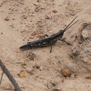 Coryphistes ruricola at Narrabarba, NSW - 31 Dec 2020