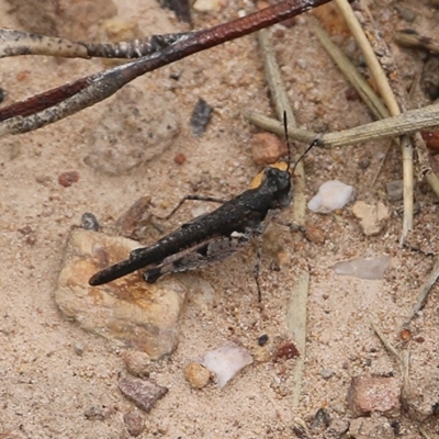 Pycnostictus seriatus (Common Bandwing) at Narrabarba, NSW - 30 Dec 2020 by KylieWaldon