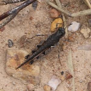 Pycnostictus seriatus at Narrabarba, NSW - 30 Dec 2020