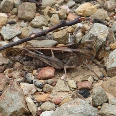 Gastrimargus musicus (Yellow-winged Locust or Grasshopper) at East Boyd State Forest - 31 Dec 2020 by Kyliegw