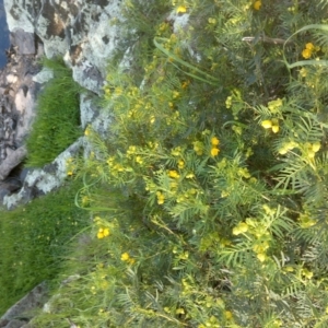 Senna aciphylla at Jones Creek, NSW - 30 Sep 2015