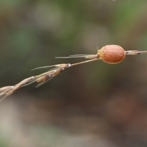 Paropsis atomaria at Narrabarba, NSW - 30 Dec 2020 12:40 PM