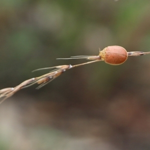 Paropsis atomaria at Narrabarba, NSW - 30 Dec 2020