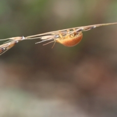 Paropsis atomaria at Narrabarba, NSW - 30 Dec 2020