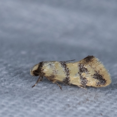 Psaroxantha undescribed species (A concealer moth) at Melba, ACT - 13 Dec 2020 by kasiaaus