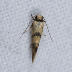 Psaroxantha undescribed species at Melba, ACT - 14 Dec 2020