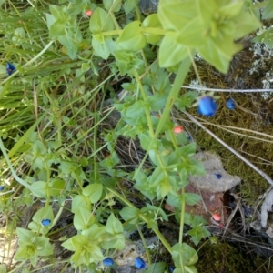 Lysimachia arvensis at Jones Creek, NSW - 30 Sep 2015