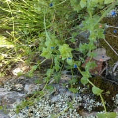 Lysimachia arvensis at Jones Creek, NSW - 30 Sep 2015 04:01 PM