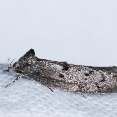 Heterozyga coppatias (A concealer moth) at Melba, ACT - 14 Dec 2020 by kasiaaus