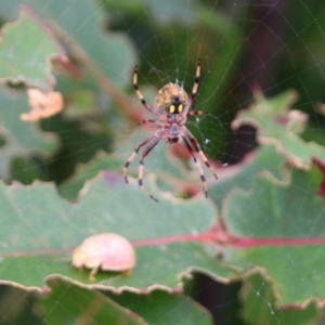 Araneidae (family) at Narrabarba, NSW - 30 Dec 2020