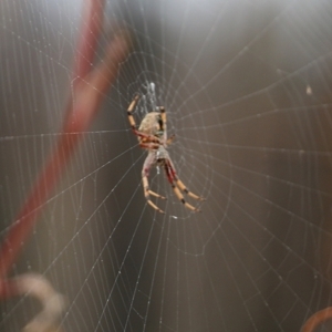 Araneidae (family) at Narrabarba, NSW - 30 Dec 2020 12:30 PM
