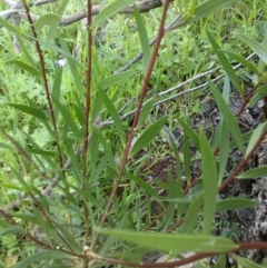 Myoporum montanum at Jones Creek, NSW - 30 Sep 2015 05:40 PM