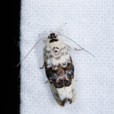 Piloprepes antidoxa (A concealer moth) at Melba, ACT - 14 Dec 2020 by kasiaaus