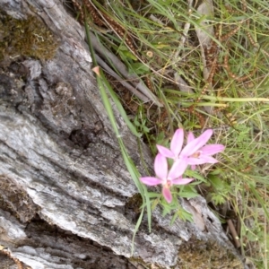 Caladenia carnea at Nangus, NSW - 7 Oct 2015