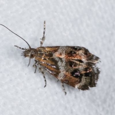 Tebenna micalis (Small Thistle Moth) at Melba, ACT - 14 Dec 2020 by kasiaaus