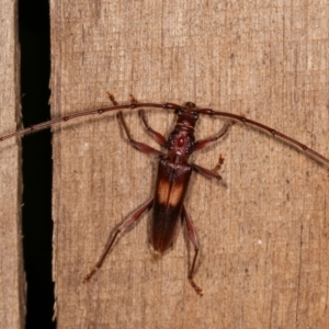 Epithora dorsalis at Melba, ACT - 14 Dec 2020