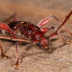 Epithora dorsalis at Melba, ACT - 14 Dec 2020