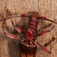 Epithora dorsalis at Melba, ACT - 14 Dec 2020