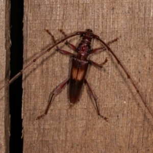 Epithora dorsalis at Melba, ACT - 14 Dec 2020