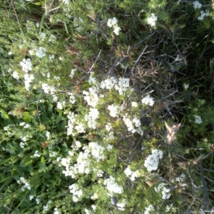 Asperula conferta at Nangus, NSW - 8 Oct 2015