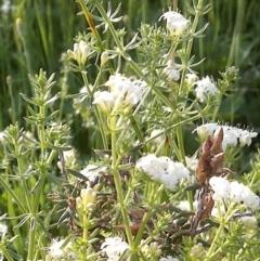 Asperula conferta at Nangus, NSW - 8 Oct 2015