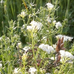 Asperula conferta at Nangus, NSW - 8 Oct 2015