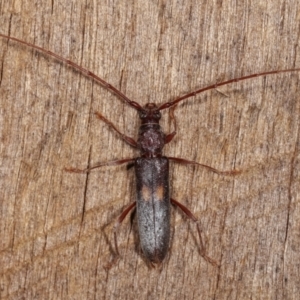 Epithora dorsalis at Melba, ACT - 14 Dec 2020