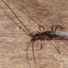 Epithora dorsalis at Melba, ACT - 14 Dec 2020