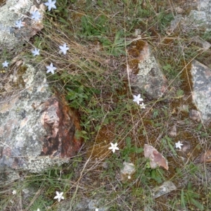 Wahlenbergia sp. at Jones Creek, NSW - 20 Oct 2015