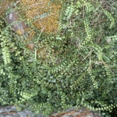 Asplenium flabellifolium (Necklace fern) at Jones Creek, NSW - 4 Nov 2015 by abread111